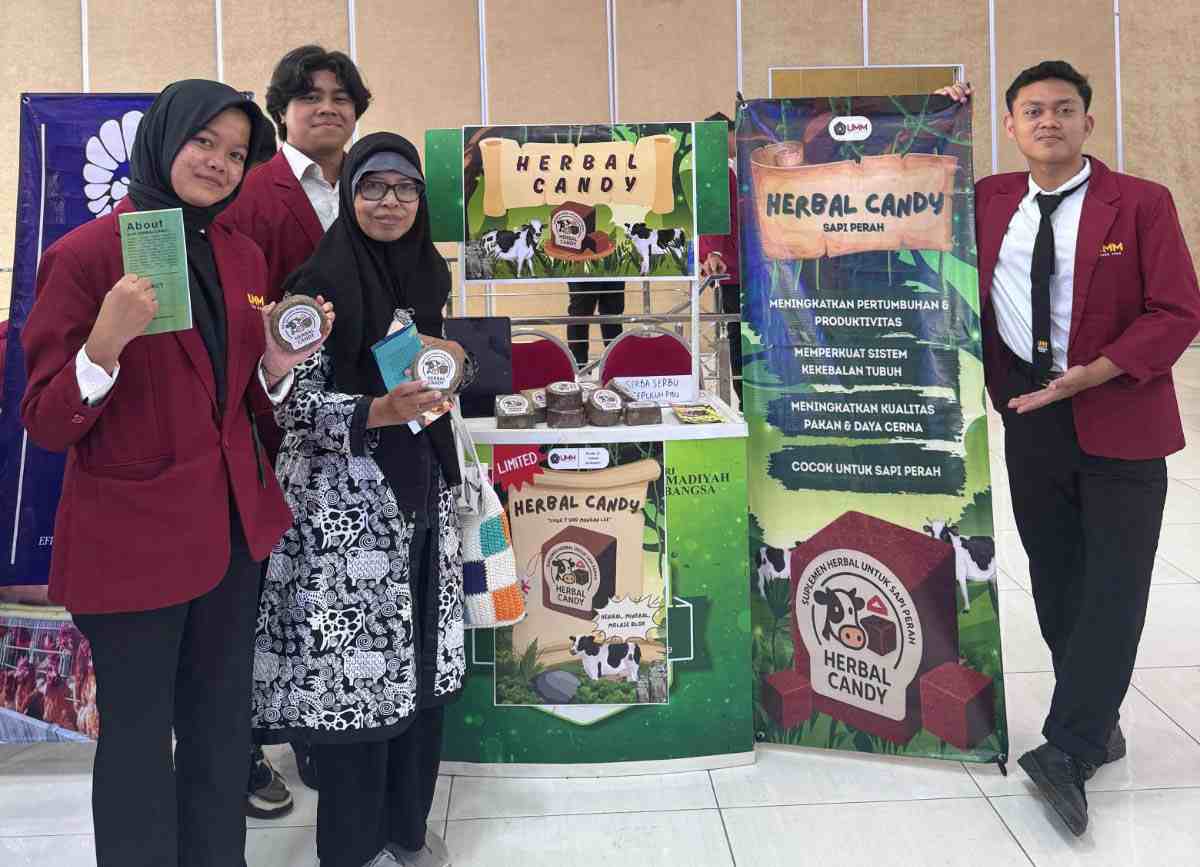 Mahasiswa UMM Ciptakan “Herbal Candy” dari Ampas Jamu, Suplemen Alami untuk Sapi Perah