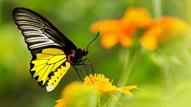 Perjuangan Hidup si Kupu Kupu