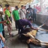 PCM Krian Gelar Pelatihan Teknik Merobohkan Hewan Kurban