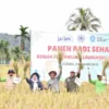 Muhammadiyah Gelar Panen Raya Padi Sehat di Lebong