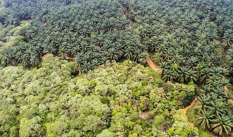 Lahan sawit yang bersebelahan dengan pohon hutan alami. (bbc)