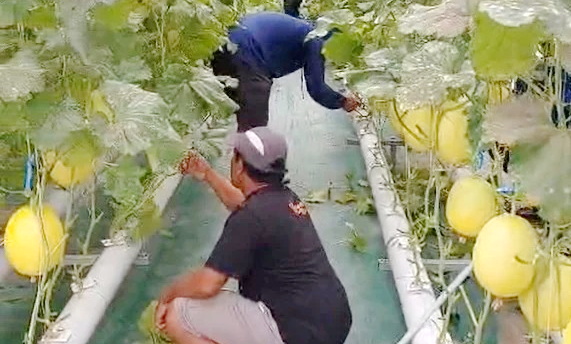 Program P3M UMM, Menyulap Desa Sumbergedang Pasuruan Jadi Sentra Agrowisata