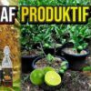 Wakaf Produktif, Solusi Alternatif Pembiayaan Pendidikan yang Berkelanjutan