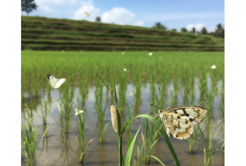 Ulat dan Kupu-Kupu Sundep: Tidak Selalu Indah di Mata Petani