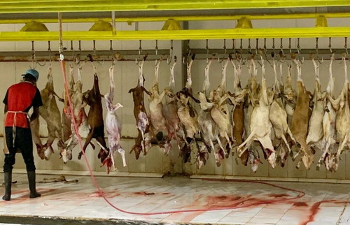 Proses penyembeihan Dam di Tanah Suci.