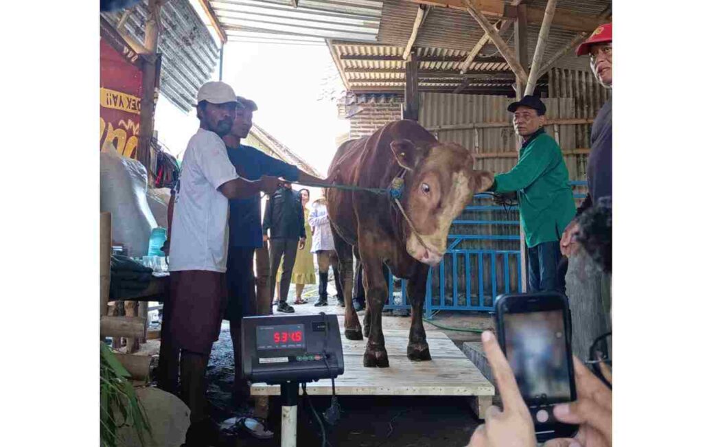 Program Berbasis Pemberdayaan, LAZISMU Pasuruan Sukses Majukan Ternak Sapi di Dusun Gesing