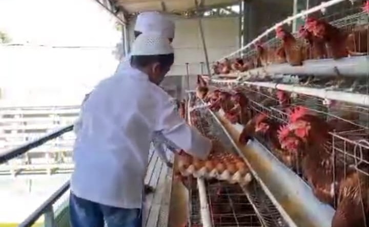Anak-anak binaan LKSA Karangpilang di peternakan ayam petelur. (ist)