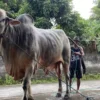 Daging-Darah Sapi: Persembahan Politik 2029