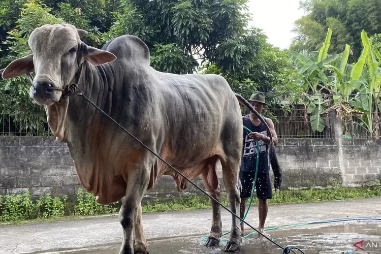 Daging-Darah Sapi: Persembahan Politik 2029