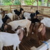 Syariat Menyembelih Hewan Kurban pada Iduladha, Ini Dalilnya