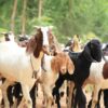 Jangan Menjadi dan Menyiapkan Manusia-Manusia Ternak