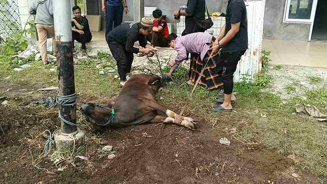 IMM Kalteng Salurkan 1 Ekor Sapi Kurban
