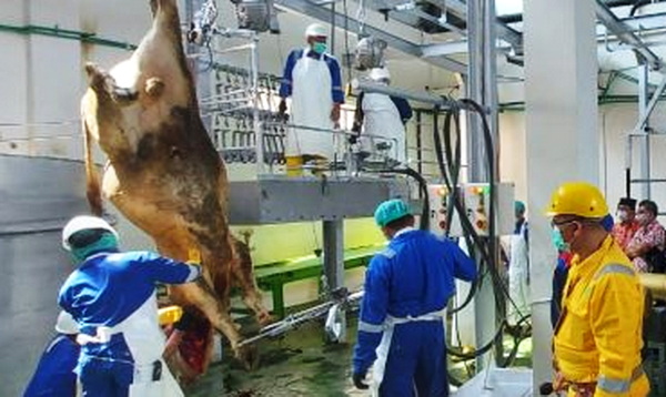 Proses penyembelihan hewan di RPH Krian berlangsung dengan halal dan baik. (ist)