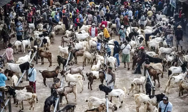 Kurban di Jawa surplus, tetapi di wilayah Timur Indonesia difisit tinggi. (ist)