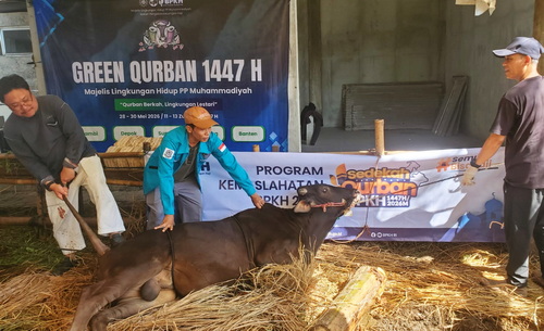 Proses penyembelihan hewan kurban dengan mempertimbangkan ramah lingkungan. (ist)