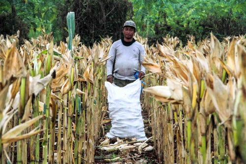 Ilustrasi: petani sedang panen jagung.