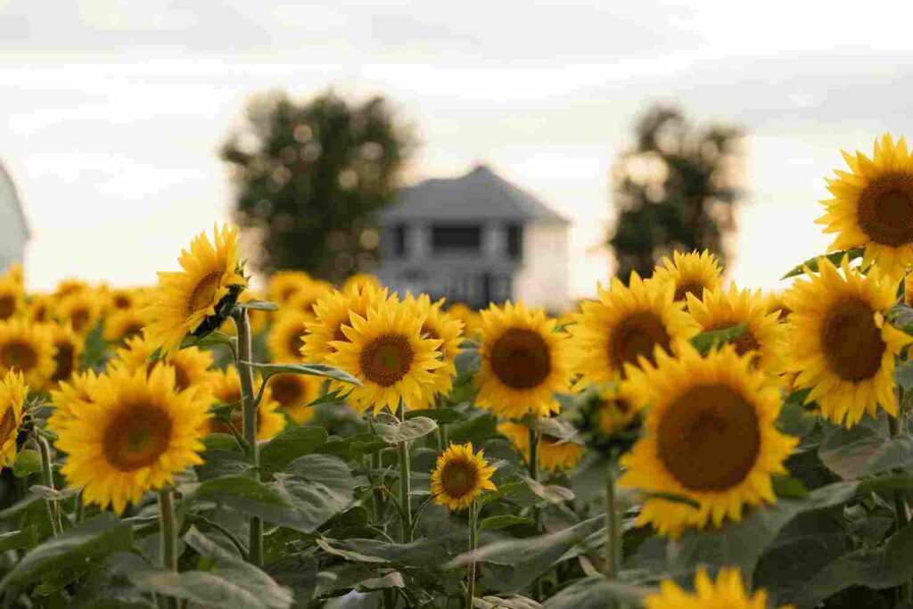Setiap Bunga Memiliki Musim