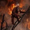 Ironi Hutan Kita: Terbakar atau Dibakar?