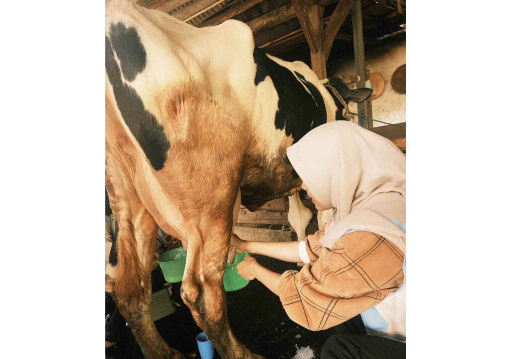 KKN MAs UMM Sodorkan Solusi: Dari Susu Terbuang hingga Gadung Kurang Dikenal di Kasembon