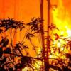 Haram Membakar Hutan, Allah tidak Menyukai Kerusakan