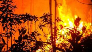 Haram Membakar Hutan, Allah tidak Menyukai Kerusakan