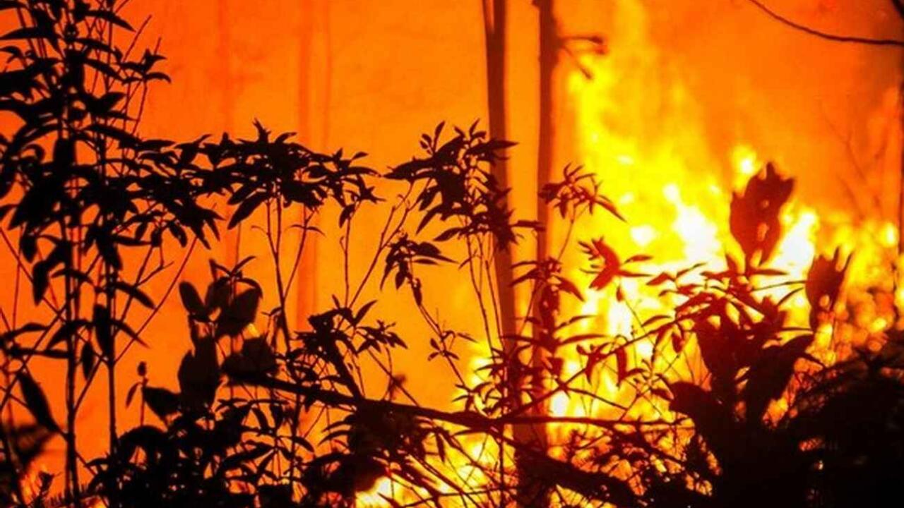 Haram Membakar Hutan, Allah tidak Menyukai Kerusakan