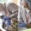 Ratusan Kucing Ikuti Layanan Kesehatan Terpadu KucingMu