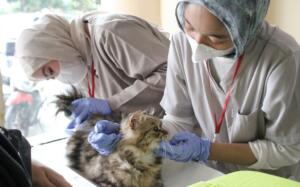 Ratusan Kucing Ikuti Layanan Kesehatan Terpadu KucingMu