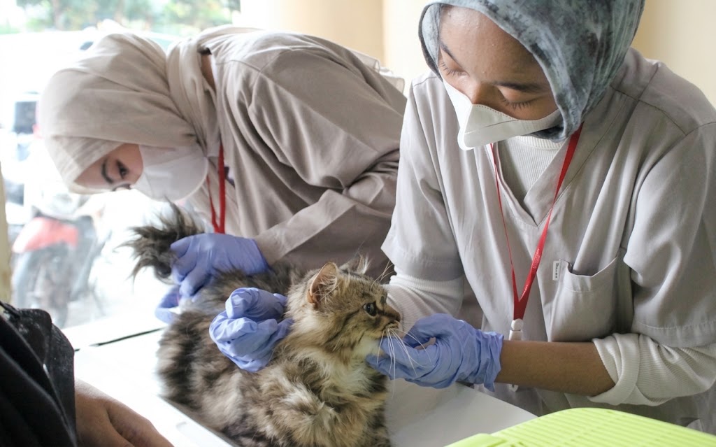 Ratusan Kucing Ikuti Layanan Kesehatan Terpadu KucingMu