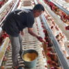 Lazismu Jatim Ubah Nasib Buruh Jadi Pengusaha Ternak Ayam