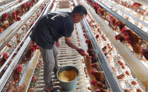 Peternakan ayam mengubah nasib buruh. (ist)